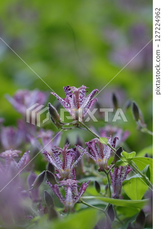 Taiwan cuckoo flower with an interesting shape Taiwan cuckoo flower with an interesting shape 127224962