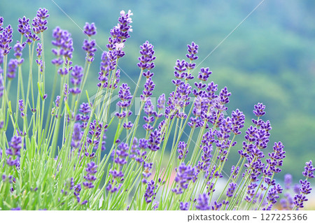 Lavender flower garden 127225366