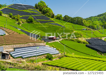 [京都府]宇治茶產地和束町的石寺茶園 127225493
