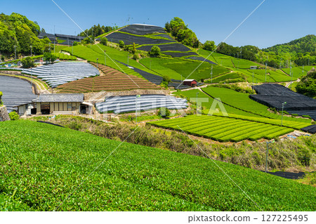 [Kyoto Prefecture] Ishidera tea fields in Wazuka Town, Uji tea producing area 127225495