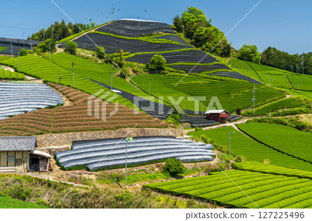 [Kyoto Prefecture] Ishidera tea fields in Wazuka Town, Uji tea producing area 127225496