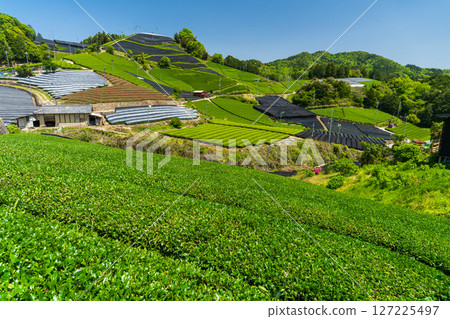 [京都府]宇治茶產地和束町的石寺茶園 127225497