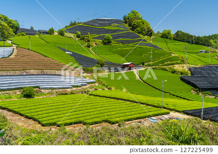 [京都府]宇治茶產地和束町的石寺茶園 127225499