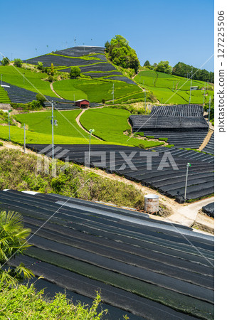 [Kyoto Prefecture] Ishidera tea fields in Wazuka Town, Uji tea producing area 127225506