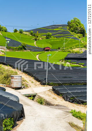 [Kyoto Prefecture] Ishidera tea fields in Wazuka Town, Uji tea producing area 127225511