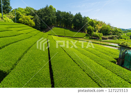 [京都府]宇治茶產地和束町的石寺茶園 127225513