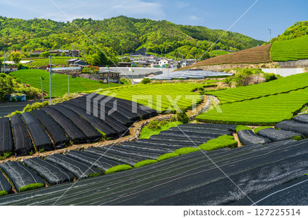 [京都府]宇治茶產地和束町的石寺茶園 127225514