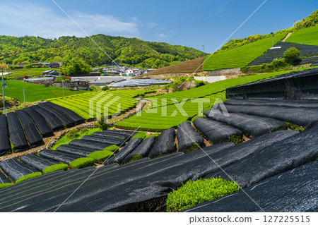 [京都府]宇治茶產地和束町的石寺茶園 127225515