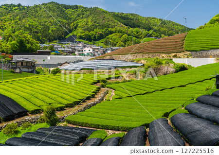 [京都府]宇治茶產地和束町的石寺茶園 127225516