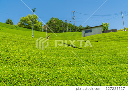 [京都府]宇治茶產地和束町的石寺茶園 127225517
