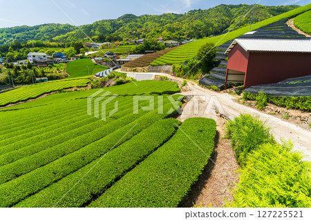 [Kyoto Prefecture] Ishidera tea fields in Wazuka Town, Uji tea producing area 127225521