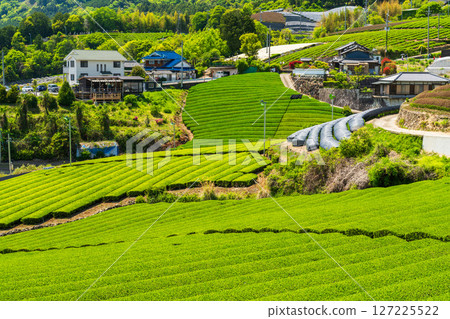 [Kyoto Prefecture] Ishidera tea fields in Wazuka Town, Uji tea producing area 127225522