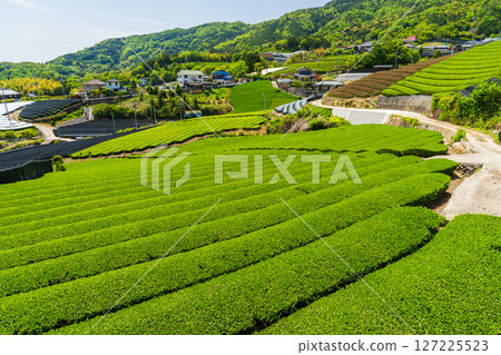 [Kyoto Prefecture] Ishidera tea fields in Wazuka Town, Uji tea producing area 127225523