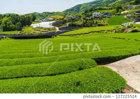 [京都府]宇治茶產地和束町的石寺茶園 127225524