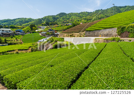 [京都府]宇治茶產地和束町的石寺茶園 127225526