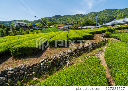 [京都府]宇治茶產地和束町的石寺茶園 127225527