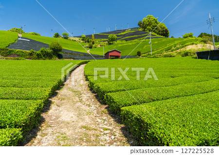 [京都府]宇治茶產地和束町的石寺茶園 127225528