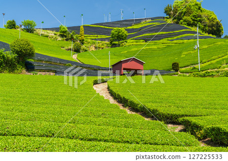 [京都府]宇治茶產地和束町的石寺茶園 127225533