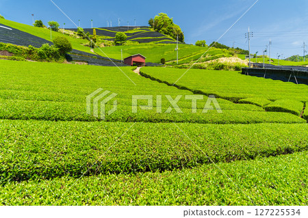 [京都府]宇治茶產地和束町的石寺茶園 127225534
