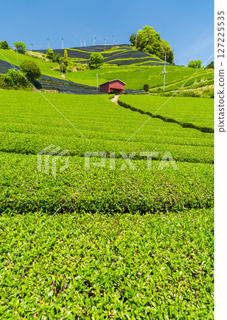 [Kyoto Prefecture] Ishidera tea fields in Wazuka Town, Uji tea producing area 127225535