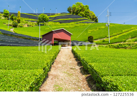 [京都府]宇治茶產地和束町的石寺茶園 127225536