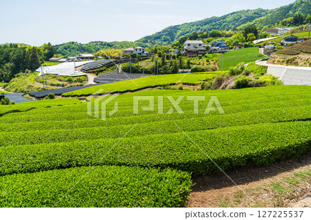 [京都府]宇治茶產地和束町的石寺茶園 127225537