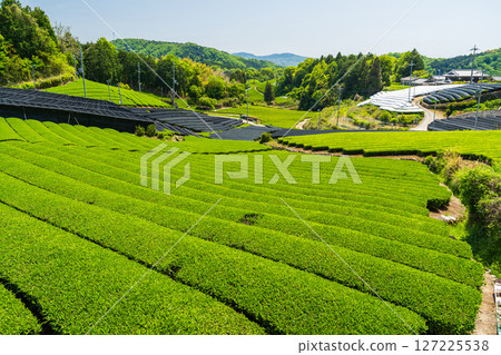 [京都府]宇治茶產地和束町的石寺茶園 127225538