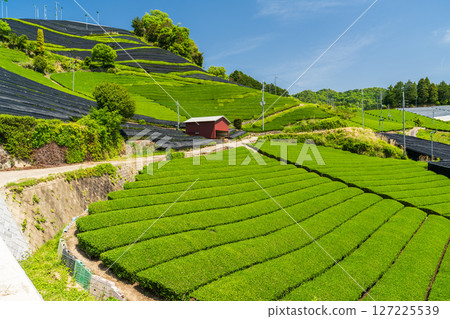 [Kyoto Prefecture] Ishidera tea fields in Wazuka Town, Uji tea producing area 127225539