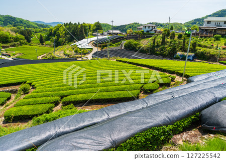 [京都府]宇治茶產地和束町的石寺茶園 127225542