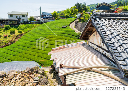 [京都府]宇治茶產地和束町的石寺茶園 127225543