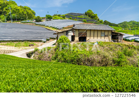 [京都府]宇治茶產地和束町的石寺茶園 127225546