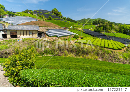 [京都府]宇治茶產地和束町的石寺茶園 127225547