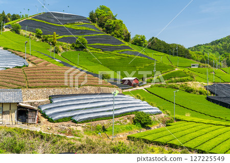 [京都府]宇治茶產地和束町的石寺茶園 127225549