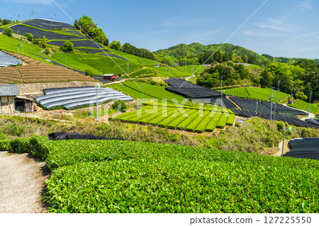 [Kyoto Prefecture] Ishidera tea fields in Wazuka Town, Uji tea producing area 127225550