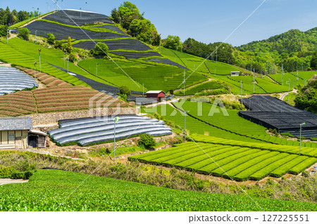 [京都府]宇治茶產地和束町的石寺茶園 127225551