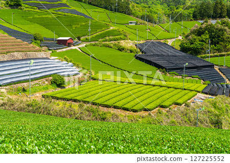 [京都府]宇治茶產地和束町的石寺茶園 127225552