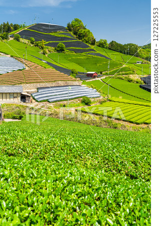[京都府]宇治茶產地和束町的石寺茶園 127225553