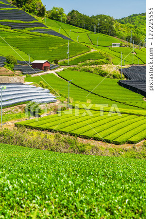 [京都府]宇治茶產地和束町的石寺茶園 127225555