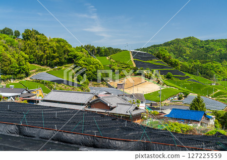 [京都府]宇治茶產地和束町的石寺茶園 127225559