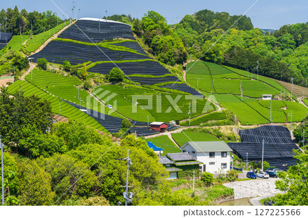 [京都府]宇治茶產地和束町的石寺茶園 127225566