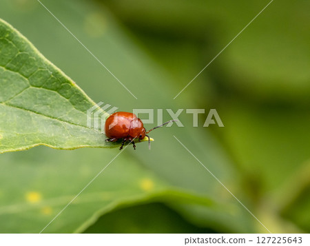 葉子上的大紅色跳蚤甲蟲 葉子上的大紅色跳蚤甲蟲 127225643