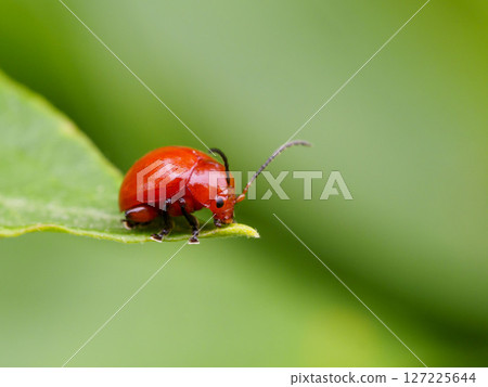 Large red flea beetle on a leaf 127225644
