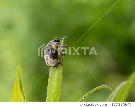 一枝黃花上的白尾象鼻蟲 127225645