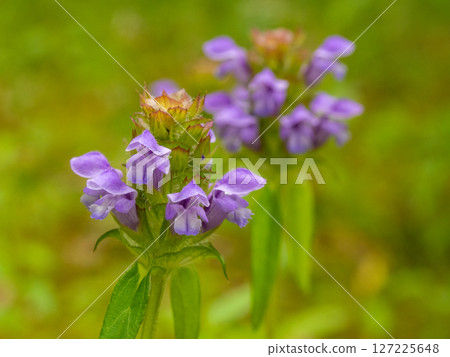 草本豬籠草（夏枯草） 127225648