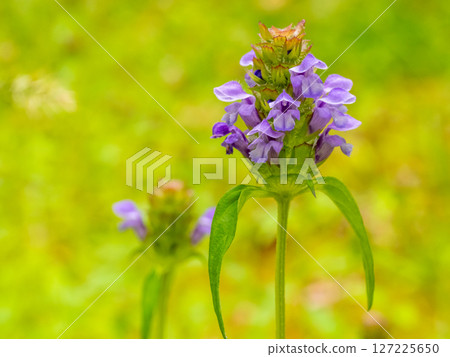 The herbal medicine pitcher plant (Prunella vulgaris) The herbal medicine pitcher plant (Prunella vulgaris) 127225650