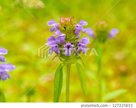 The herbal medicine pitcher plant (Prunella vulgaris) 127225653
