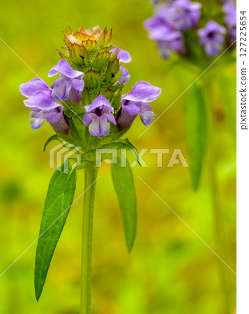 The herbal medicine pitcher plant (Prunella vulgaris) 127225654