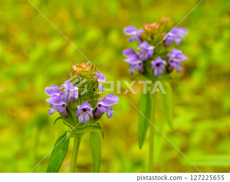 草本豬籠草（夏枯草） 127225655