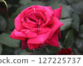 rose	 127225737