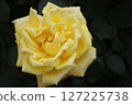 rose	 127225738